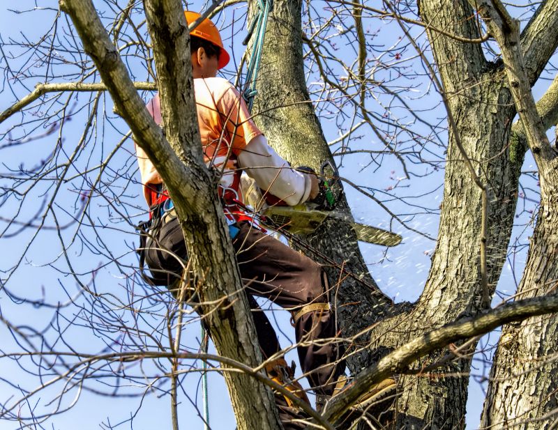Tree Installation Service